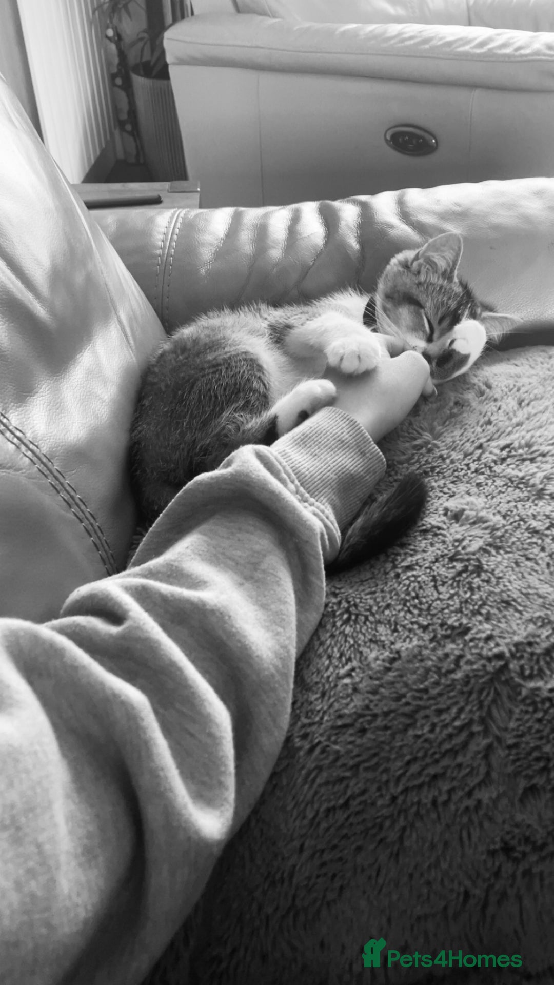 British Shorthair cats for sale: British short hair - Image 7