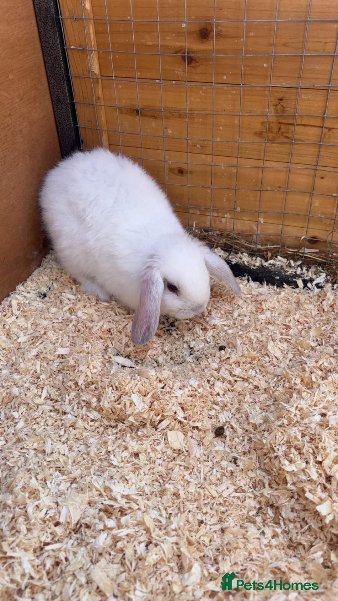Mixed Breed rabbits for sale: Baby rabbits mini lop mix  - Advert 4