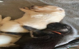 German Shepherd dogs for sale: Stunning litter of German shepherds  - Image 21