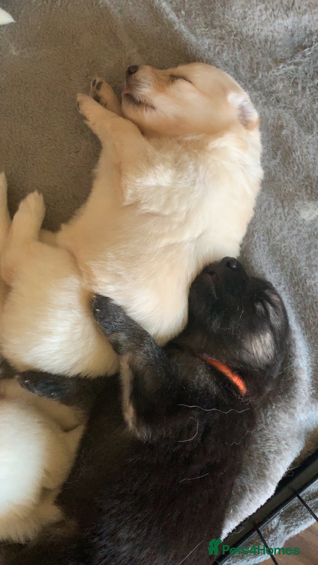 German Shepherd dogs for sale: Stunning litter of German shepherds  - Image 21