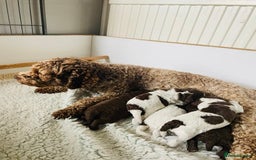 Lagotto Romagnolo dogs for sale: MULTI INTERNATIONAL CHAMPION GRANDPARENTS - Image 5