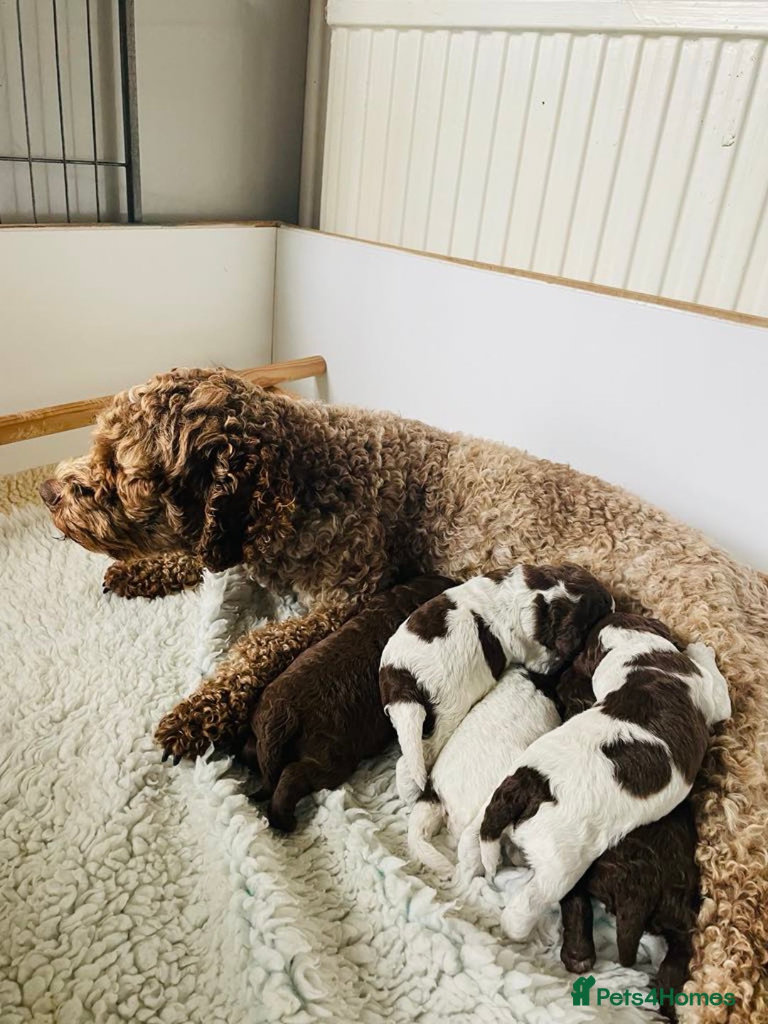 Lagotto Romagnolo dogs for sale: MULTI INTERNATIONAL CHAMPION GRANDPARENTS - Image 5