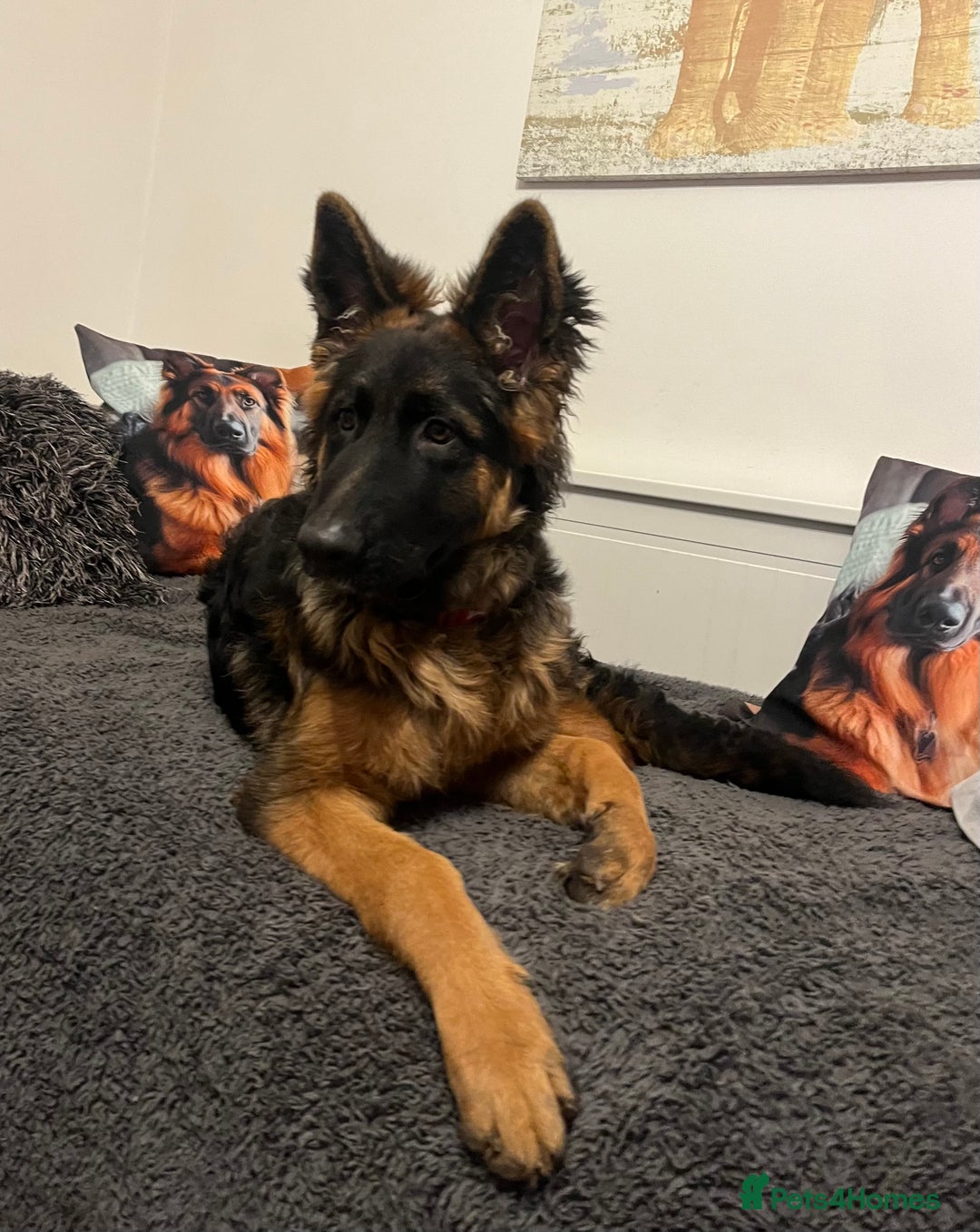 German Shepherd dogs for sale: Top Quality GSD puppies available  - Advert 2