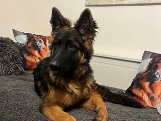 German Shepherd dogs Top Quality GSD puppies available - Advert 9