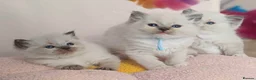 Ragdoll cats for sale: 5Gen Ped Ragdoll Kittens&Ready2Reserve - Advert 5