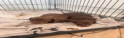 Miniature Dachshund dogs for sale: 3 miniature dachshund puppies - Advert 6