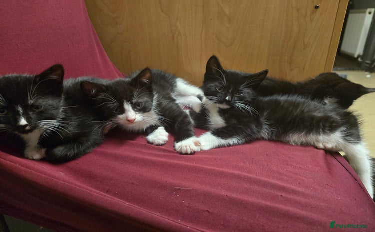 Mixed Breed cats - Advert 3