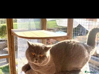 British Shorthair cats in Cardiff - Advert 12