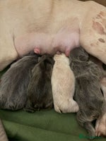 French Bulldog dogs French bull dog puppies looking for forever homes - Advert 7