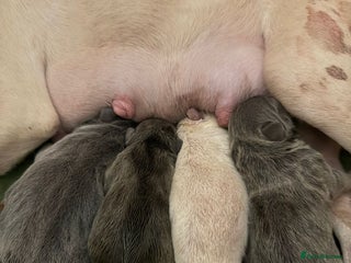 French Bulldog dogs French bull dog puppies looking for forever homes - Advert 1