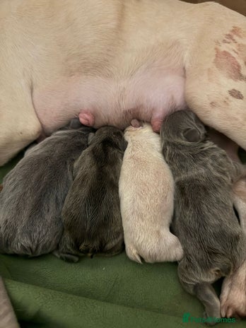 French Bulldog dogs French bull dog puppies looking for forever homes - Advert 8