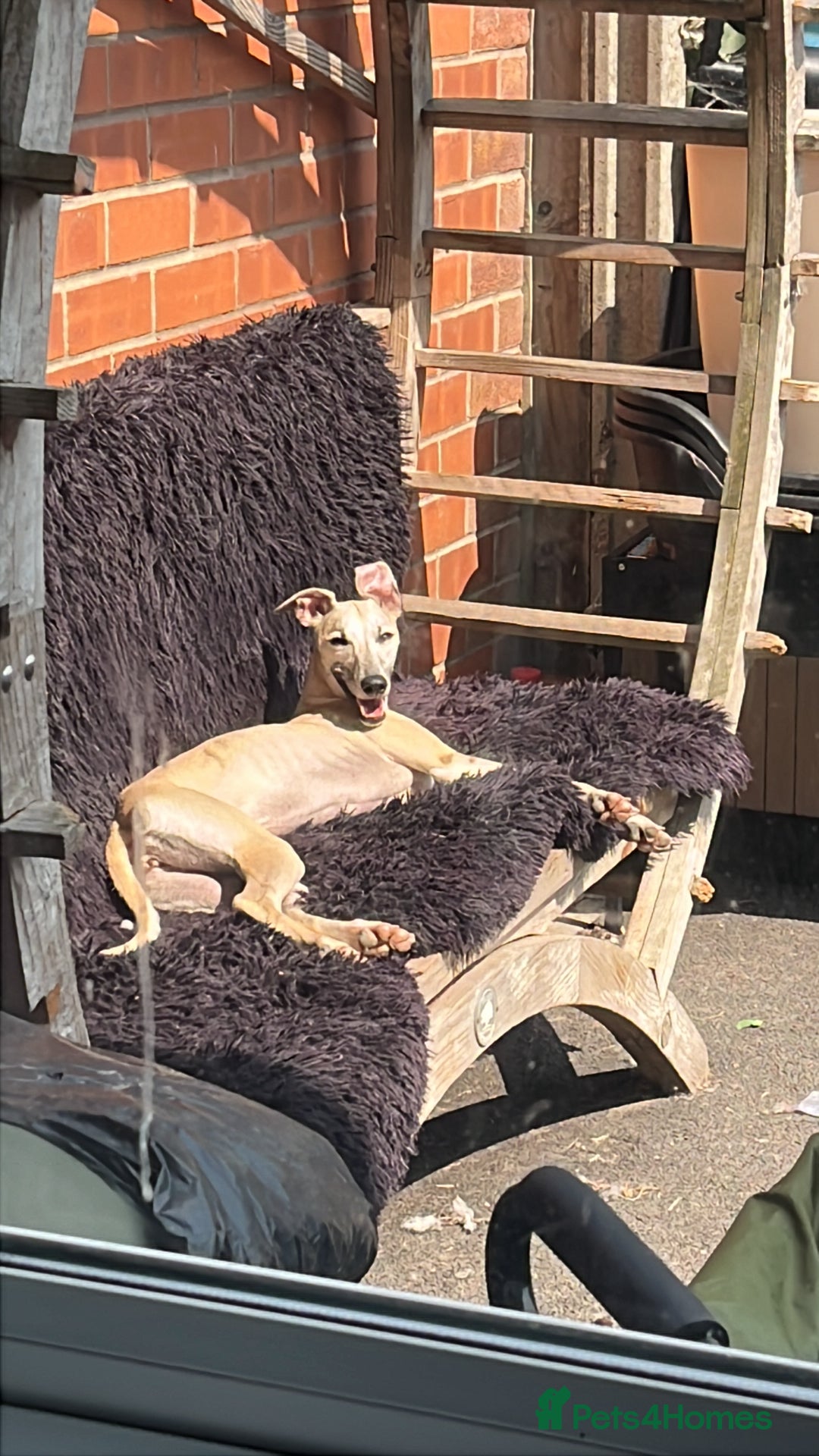 Whippet dogs for sale: Honey is looking for her forever home - Advert 6