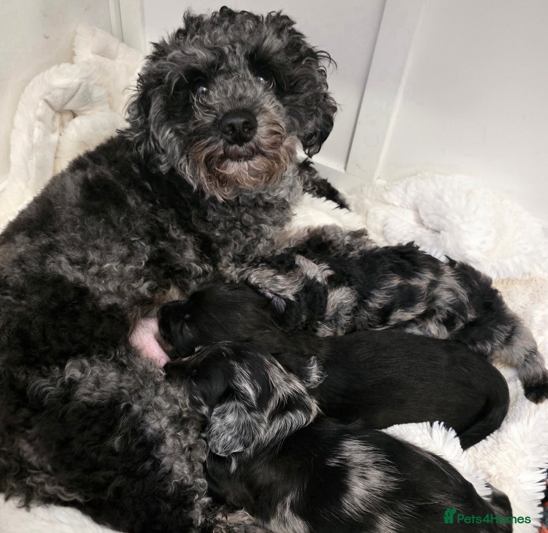 Mixed Breed dogs for sale: Puppies for sale - Advert 5