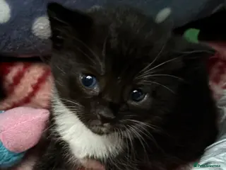 Mixed Breed cats Black/Black and white kittens - Advert 1