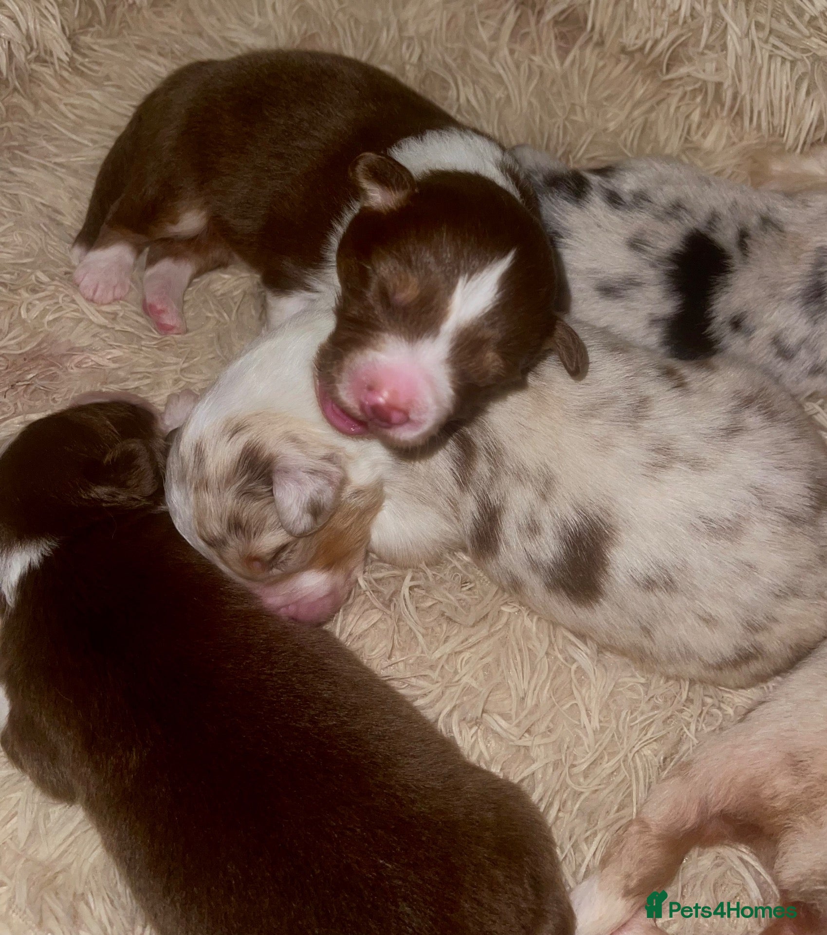 Australian Shepherd dogs Cute Australian Shepherd puppies♥️ - Advert 1