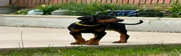 Dobermann dogs for sale: European Doberman Puppy 11 weeks old in Chichester - Advert 4