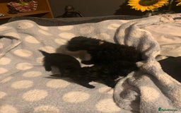 Miniature Poodle dogs for sale: Miniature poodles  - Advert 7