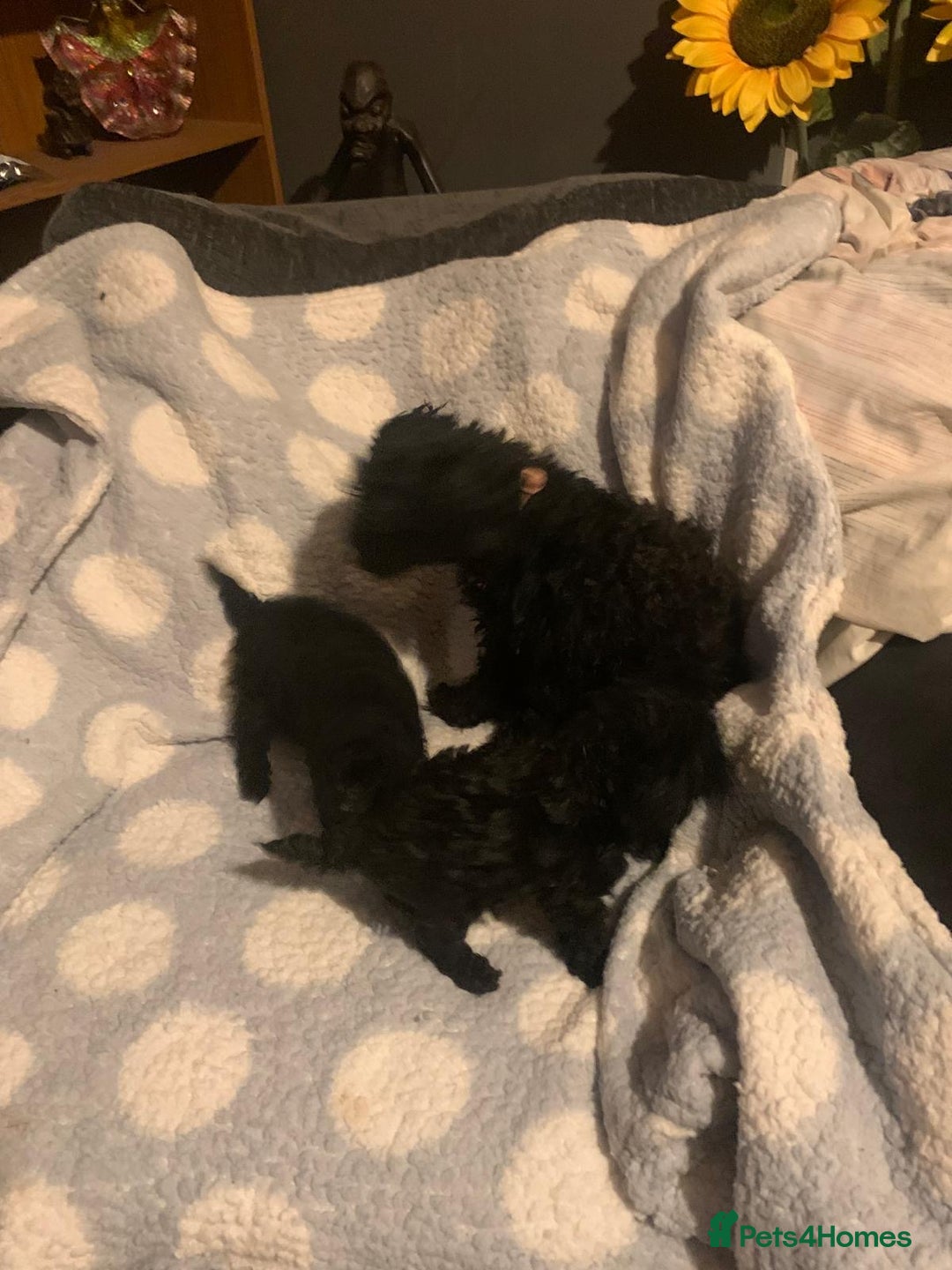 Miniature Poodle dogs for sale: Miniature poodles  - Advert 7