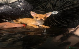 Chihuahua dogs for sale: Perfect chihuahua puppies 🩷💙 - Image 6