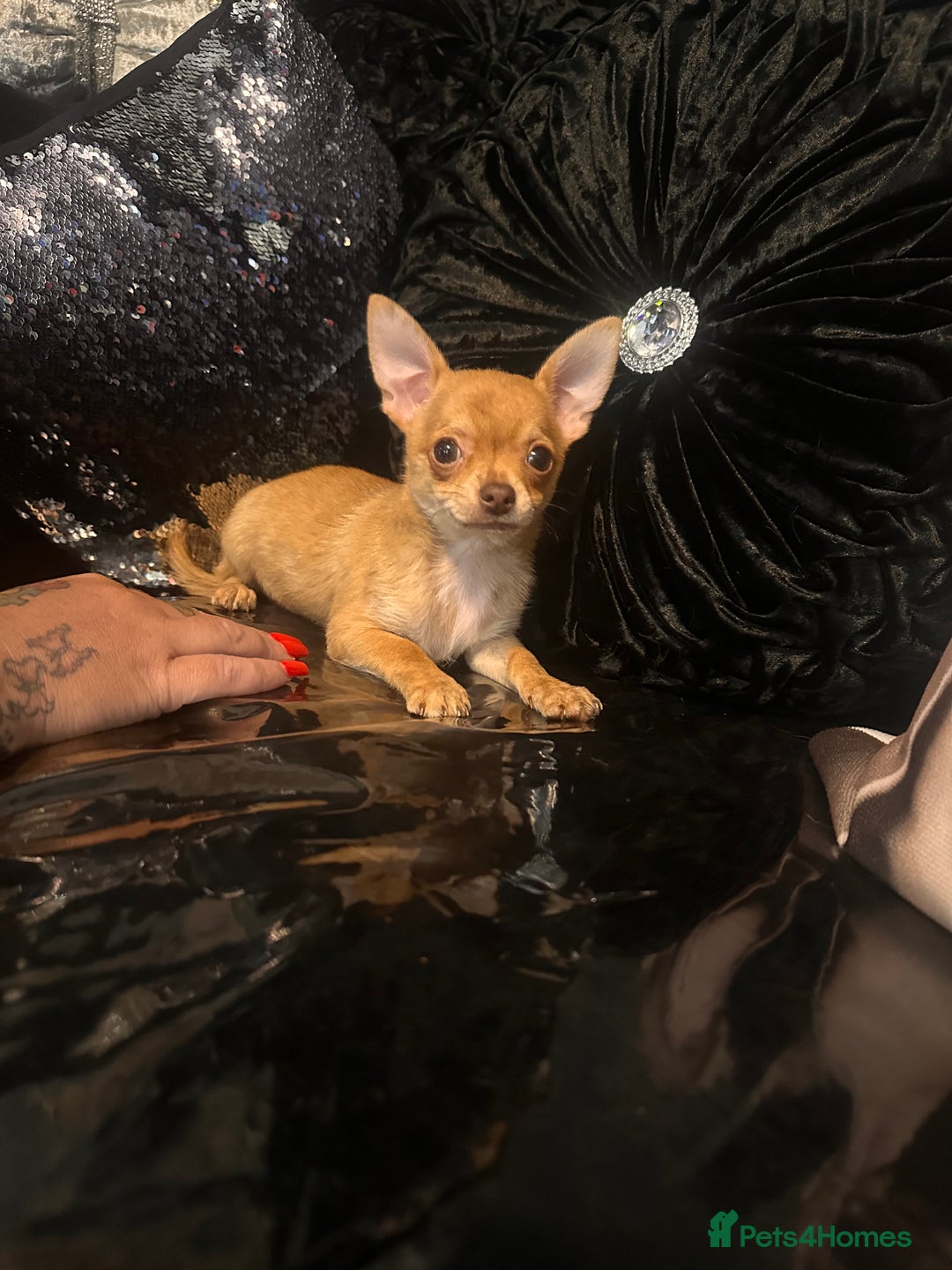 Chihuahua dogs for sale: Perfect chihuahua puppies 🩷💙 - Image 6