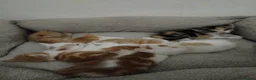 Mixed Breed cats for sale: Playful and Sweet Kittens Looking for a New Home! - Advert 11
