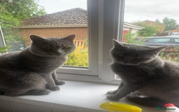 British Shorthair cats for sale: British shorthair kittens  - Image 8
