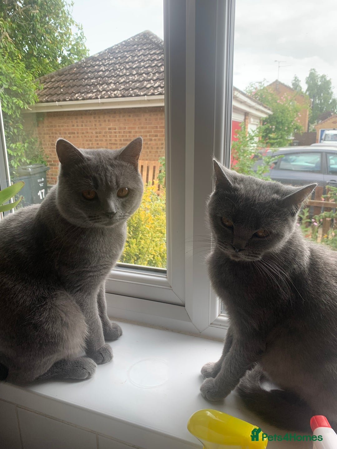 British Shorthair cats for sale: British shorthair kittens  - Image 8