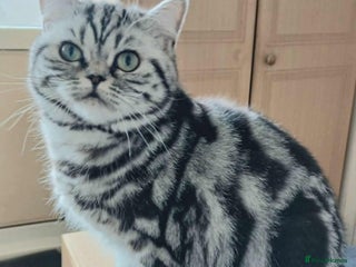 British Shorthair cats - Advert 4