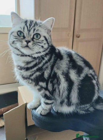 British Shorthair cats - Advert 15