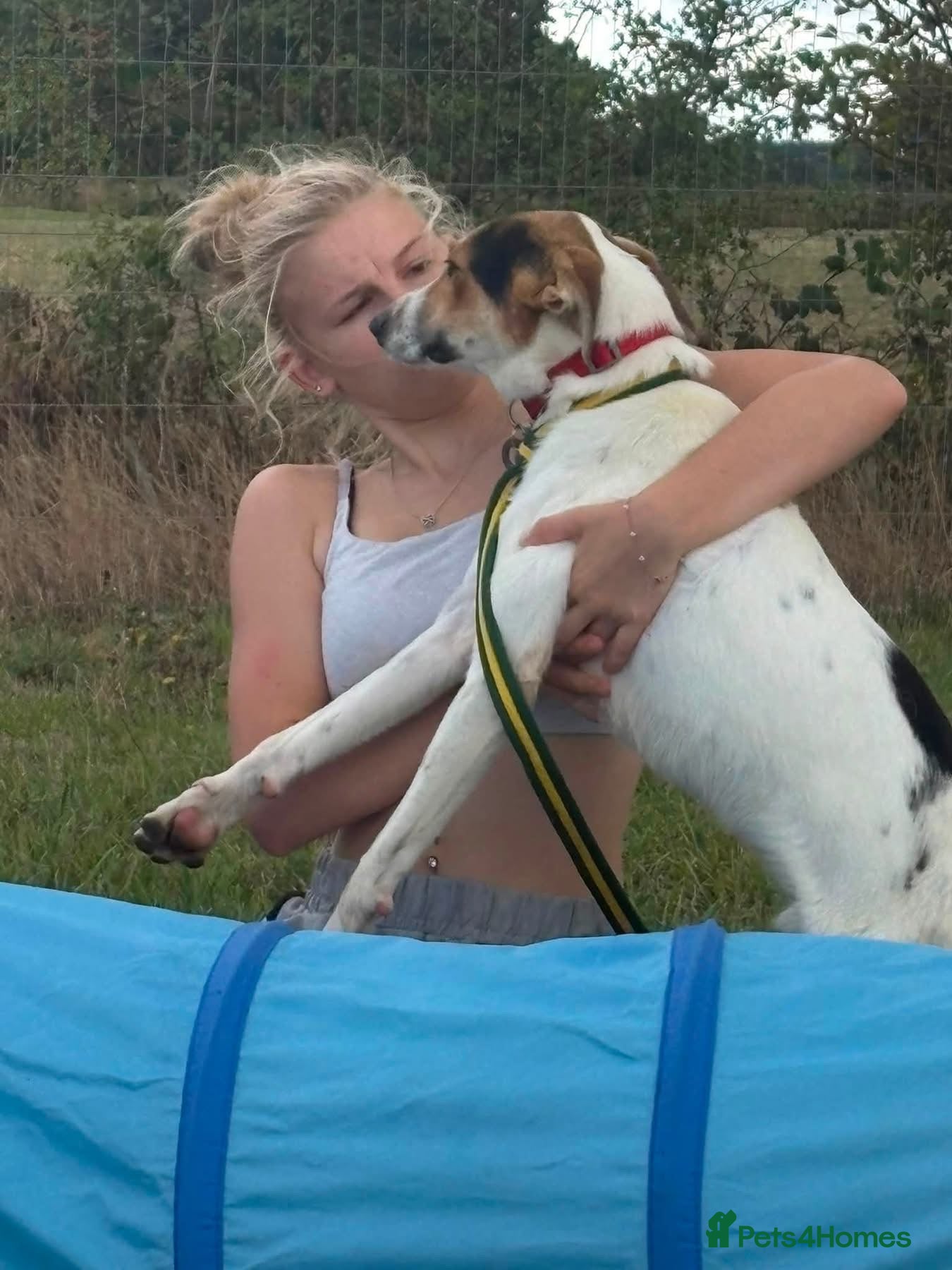 Mixed Breed dogs Rosco - Norwich Norfolk  - Advert 2