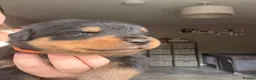 Rottweiler dogs for sale: Rottweiler puppies - Advert 22