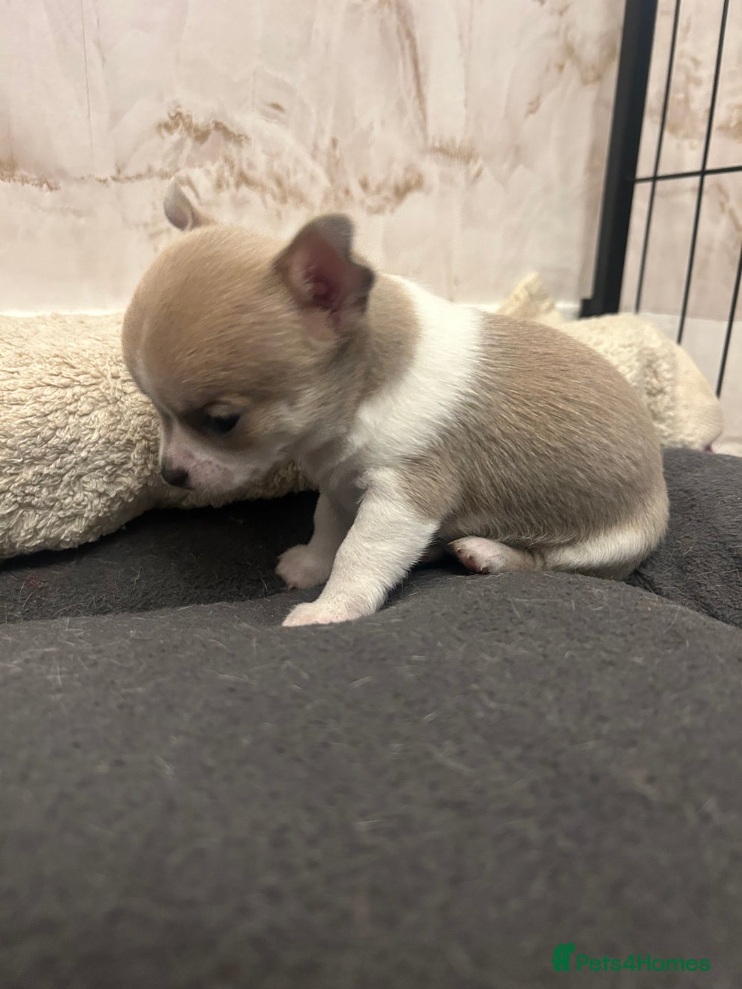 Chihuahua dogs for sale: smooth coat chihuahuas. Only the little boy left  - Advert 34