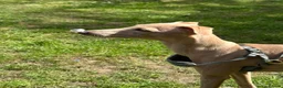 Italian Greyhound dogs for sale: CHILLI  - Advert 2