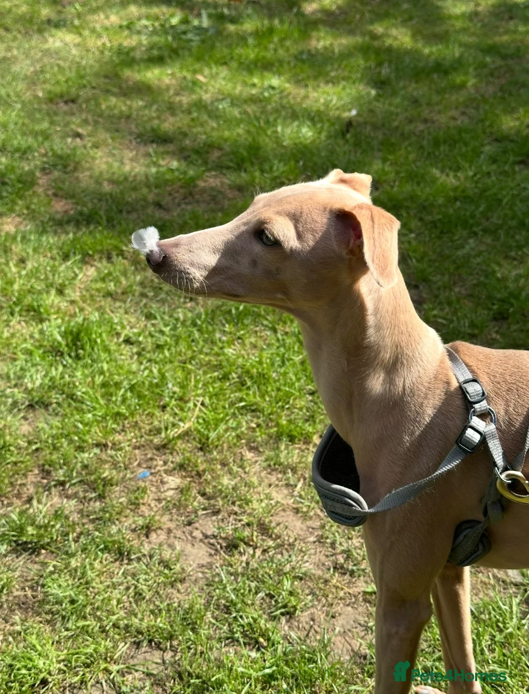 Italian Greyhound dogs for sale: CHILLI  - Advert 2