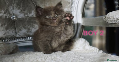 Maine Coon cats - Advert 4