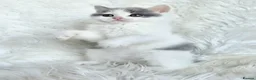 British Shorthair cats for sale: Stunning British shorthair kittens  - Advert 4