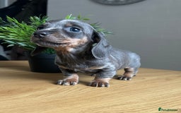 Miniature Dachshund dogs for sale: Perfecf kc true miniature dachshunds - Image 8