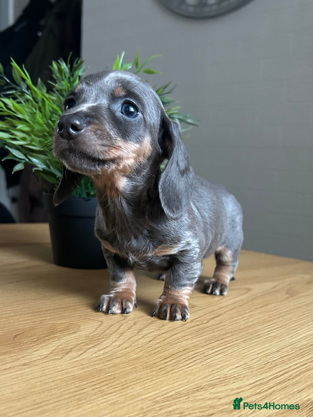 Miniature Dachshund dogs for sale: Perfecf kc true miniature dachshunds - Image 8