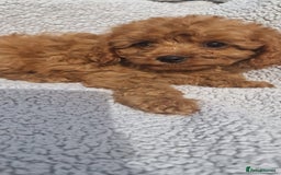 Cavapoo dogs for sale: Exquisite little cavapoos ready to go! - Image 5