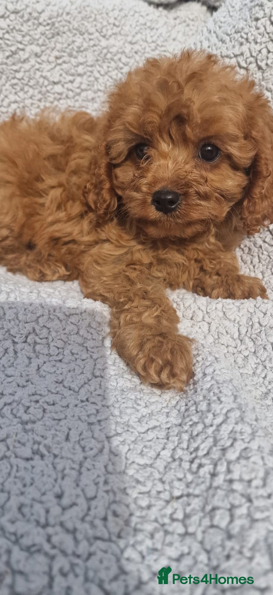 Cavapoo dogs for sale: Exquisite little cavapoos ready to go! - Image 5
