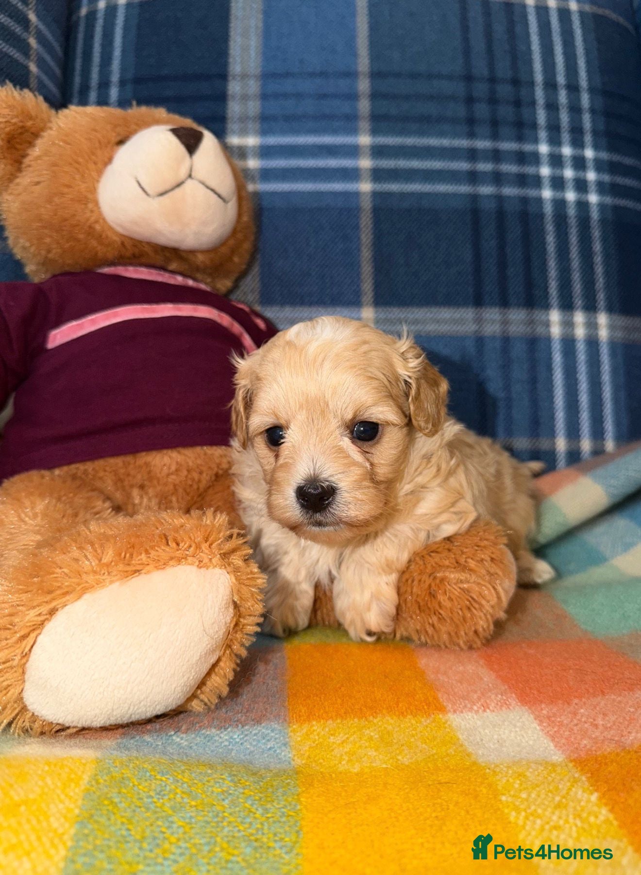 Maltipoo dogs 🩷💜Stunning Maltipoo Puppies💜🩷 - Advert 2