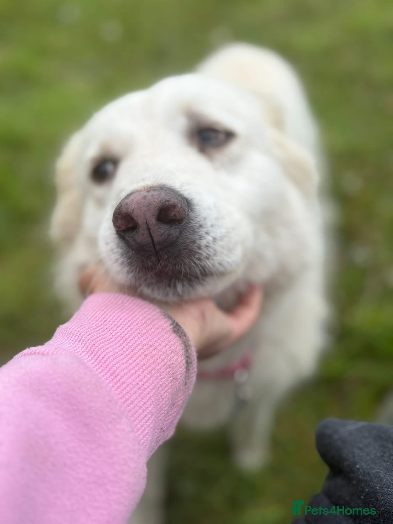 Mixed Breed dogs Rosie - Norwich Norfolk  - Advert 1