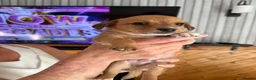Chiweenie dogs for sale: Chihuahua cross dashcund puppies in Edinburgh - Advert 2