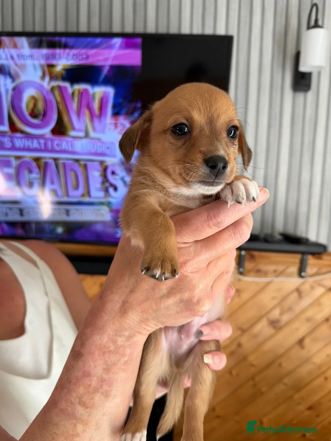 Chiweenie dogs for sale: Chihuahua cross dashcund puppies in Edinburgh - Advert 2
