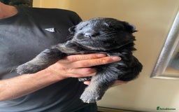 German Shepherd dogs for sale: beautiful long haired working german shepards - Image 2