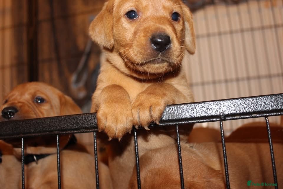 Labrador Retriever dogs Stunning 5* KC registered Fox Red Labradors - Advert 4