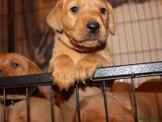Labrador Retriever dogs Stunning 5* KC registered Fox Red Labradors - Advert 8