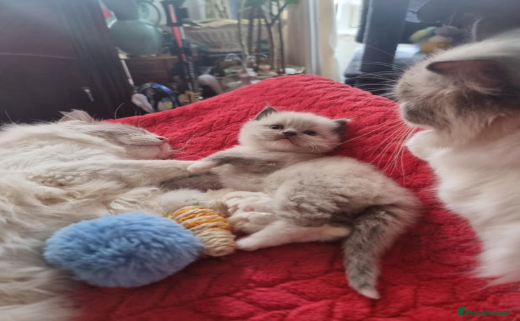 Ragdoll cats - Advert 16