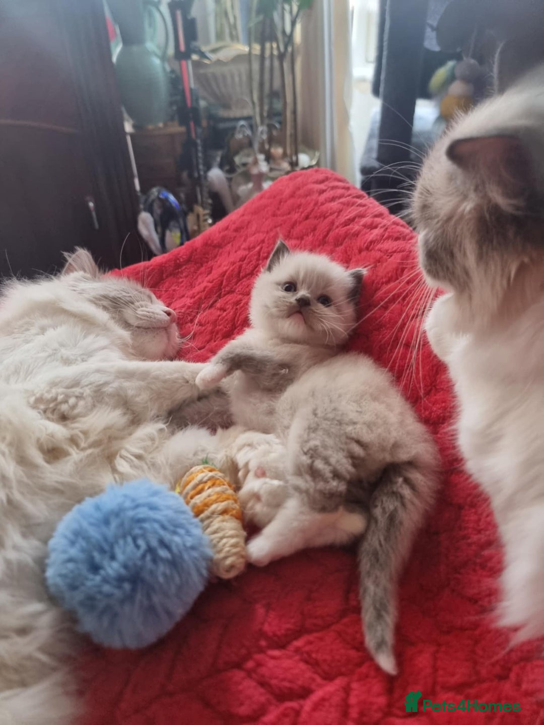 Ragdoll cats for sale: Kitten - Image 1
