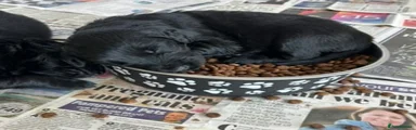 Flat coated Retriever 2